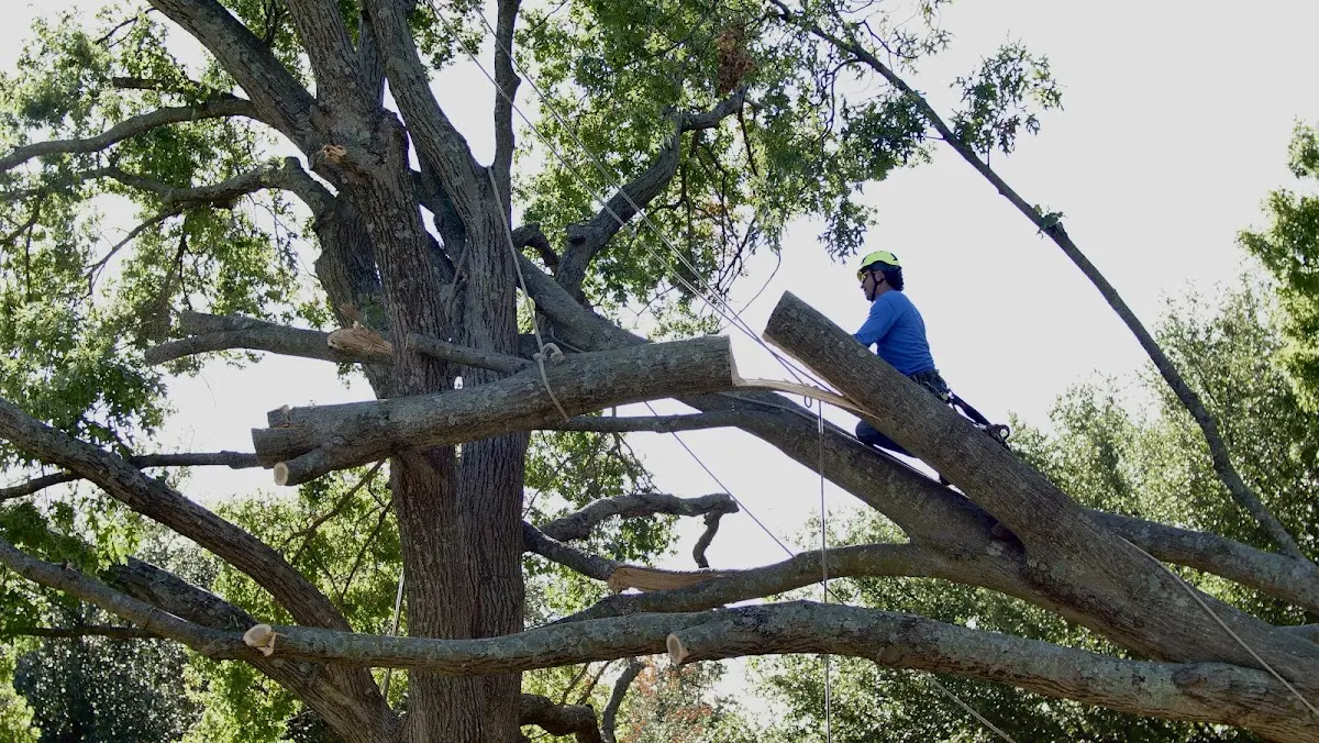 Professional Crown Thinning performed by certified arborists in Kendall