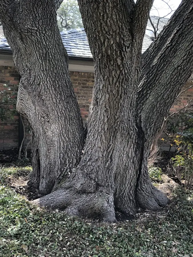 Mature heritage tree close to a Kendall property cared for by certified arborists